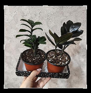 Бөлмө өсүмдүктөрү: Замиокулькас (ZZ plant) в горшках,сорт Зэнзи и сорт Raven (черный) — 4