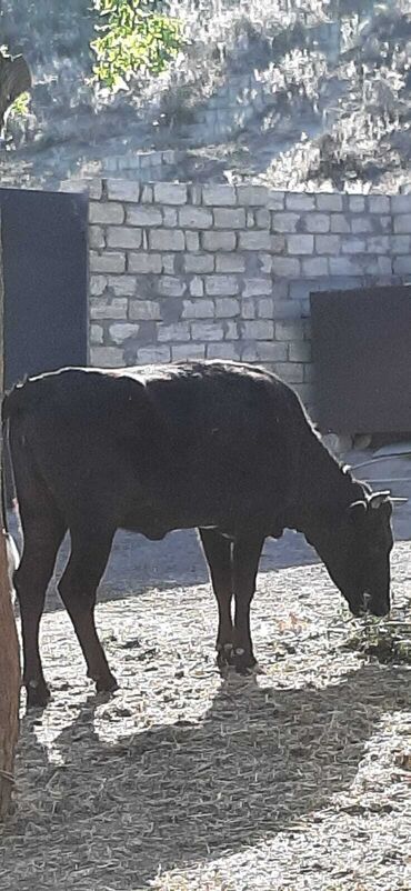 ucuz dana: Dana, buzov, Dişi, ay: 1, Ətlik