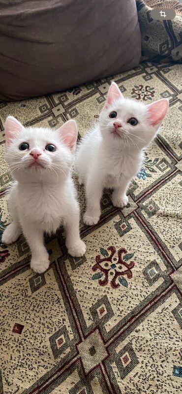 где можно купить котенка: Самка, В добрые руки