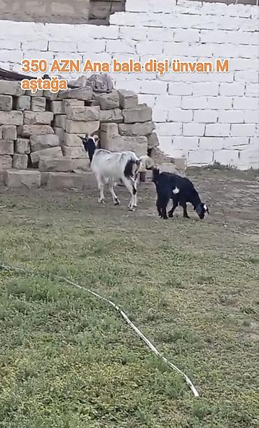 çəpiş ətinin qiyməti: Ana keçi və dişi bala satılır. - Ana: ağ-qara rəngdə, buynuzlu, süd — 1
