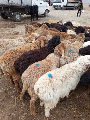 вислаухие котята: Продаю | Ягненок | Матка