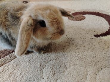 Dovşanlar: Holland Lop dovşanı satılır – 1 aylıq Sumqayıtda yerləşir. Çox şirin