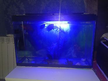 100 l akvarium: Salam. Akvarium satılır. 0.60x0.40x0.25. Balıqlar, şüşə təmizləyən — 4