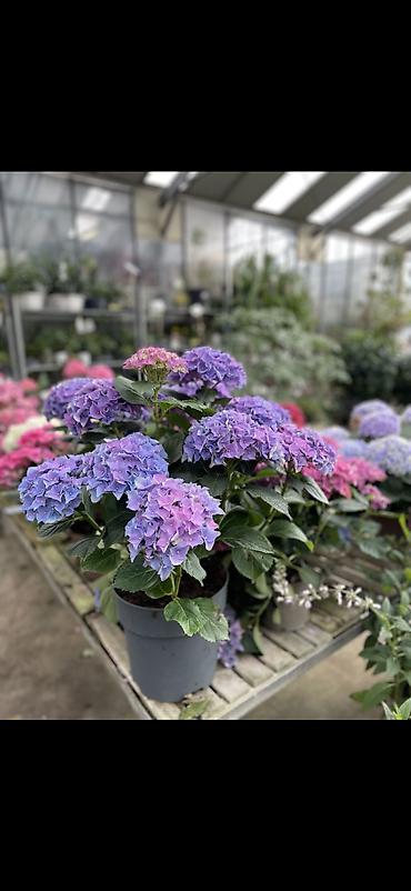 Digər bitkilər: Məhsul: Saksıda hortensiya (Hydrangea) - Rənglər: mavi, bənövşəyi — 9
