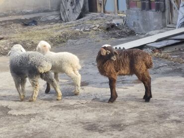 Другие животные: Козулуу койлор сатылат алчулар личкага чалгыла