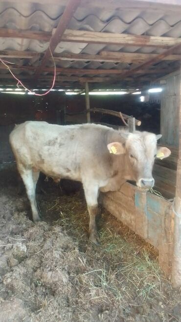 Коровы, быки: Продаю | Бык (самец) | Алатауская | Привязанные