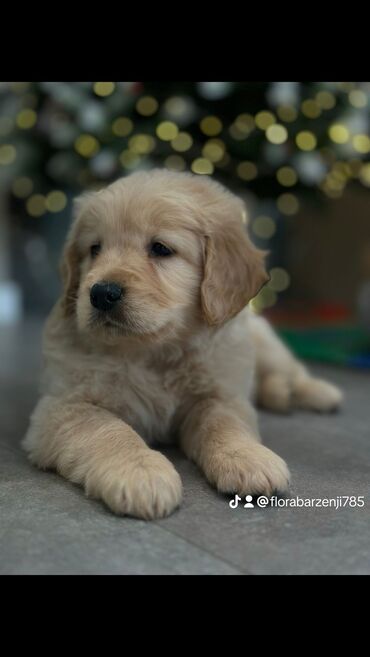 golden it: Retriever, 2 ay, Erkek, Peyvəndli, Pulsuz çatdırılma