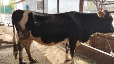 быки ангуст: Продаю | Корова (самка), Тёлка | Для молока