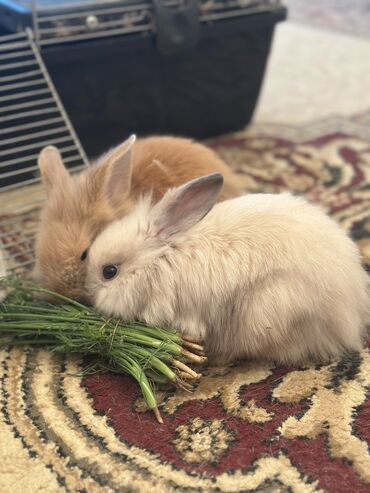 декоротивная: 🥰🐰Львиноголовые малыши, возраст 1месяц🥰 игривые, прикольные, ласковые