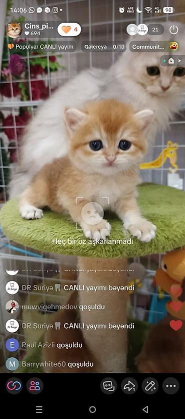 Pişiklər: Qızıl şinşilla, Erkək, Dişi, Yaxşı əllərə, Ünvandan götürmə, Ödənişli çatdırılma — 4