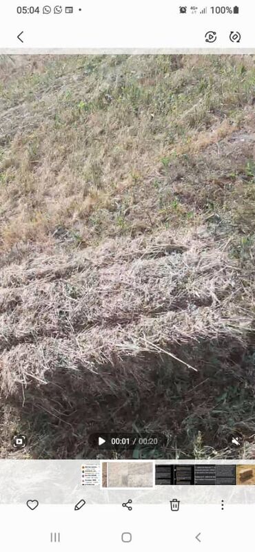 продаю сено в тюках: Чоп сатылат 220дан апарып жыйнап беребиз