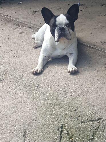 Psi: Mužjak francuskog buldoga dostupan za PARENJE Star 6 godina ima 5 — 6