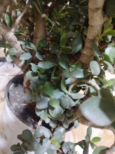 Otaq bitkiləri: Succulent – Pul Ağacı (Crassula ovata) - Qalın, parlaq, yumru və ətli — 7