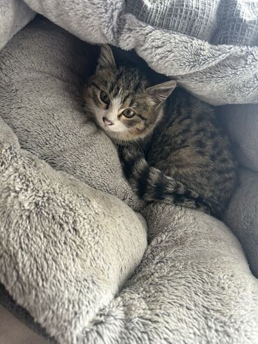 подушка для беременных бишкек: Отдам котика в добрые руки) девочка🤗