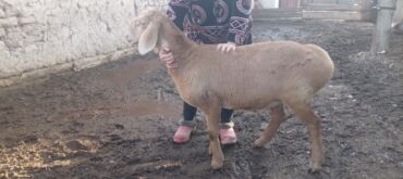 корова молоко литор 10: Продаю | Овца (самка) | Арашан | Для разведения | Ярка