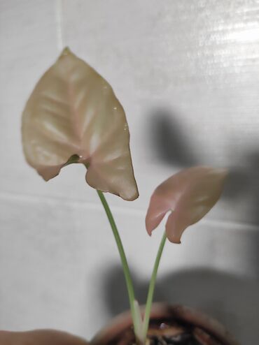 Отдам даром: Отдам за каждый срез растения 2 кг сахара — 8