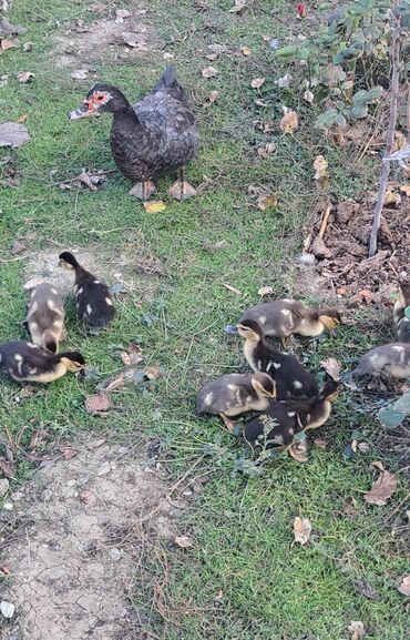 Ördəklər: Dişi, | Macar, Damazlıq, Pulsuz çatdırılma — 13