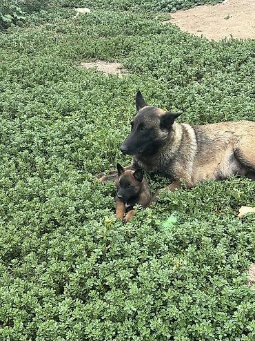 перепелки живые: Щенки бельгийской овчарки малиной (Malinois) - Тип: рабочая и — 3
