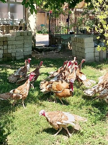Quşlar: Kanada Borbon hindiuşkaları satılır ! 
28 fevral çıxmış cücələrdi ! — 2