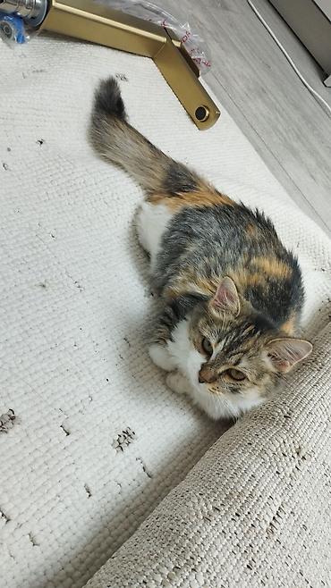 катят: Кошка даром: Беспородная, 3 месяца, Девочка, Приучена к лотку, Проглистована — 4
