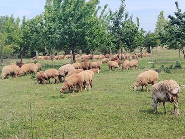 pitbull iti satilir: Erkək və di̇şi̇ quzular satilir. ünvan tərtər rayonu. Heyvanlar tam