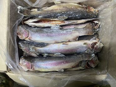 рыба горбуша: Продаю рыбу замороженную чищенную Вес 500+до 1кг Рыба хорошая Есть