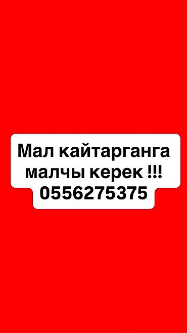 официант ищу работу: Требуется пастух. Звонить по номеру ниже — 1
