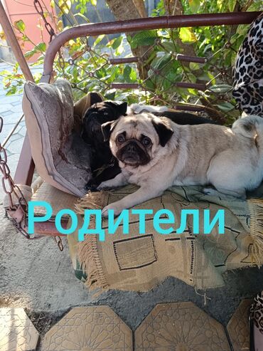 продам французского бульдога: Мопс, 2 айлык, Эркек