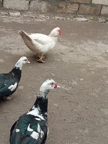 Ördəklər: TECİLİ SATİLİR 2 ERKEY 10.DİŞİ HAMSİ BİRLİKDE SATLİR KOM ŞEKLİNDE 25 — 8