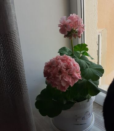 dəmir tikanı bitkisi: Пиларгония зональная
цветёт 8 ман