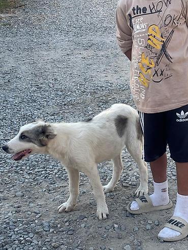 doyuş iti: Məhsul: Gənc itlər (2 baş) Bag evi olanlar ucun, dishi tula, aktiv — 2