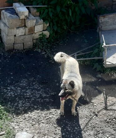 quba itler: 1 il, Dişi, Ünvandan götürmə