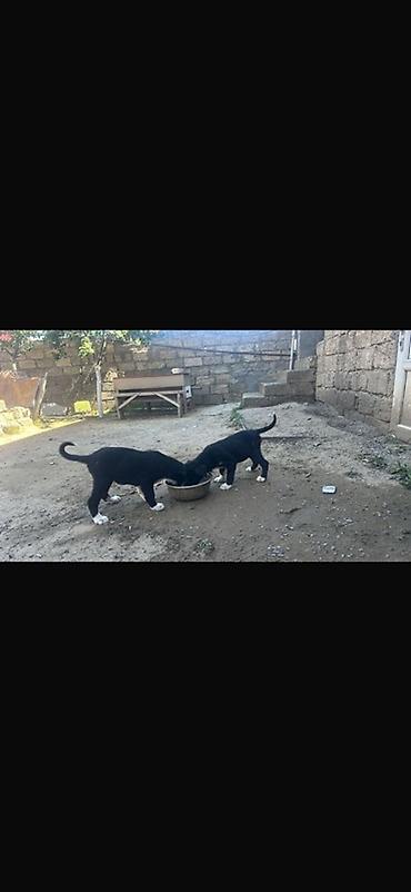 kirpi satisi: Satılır: Qara-ağ rəngli balaca itlər (2 ədəd) Labarador cinsli — 1