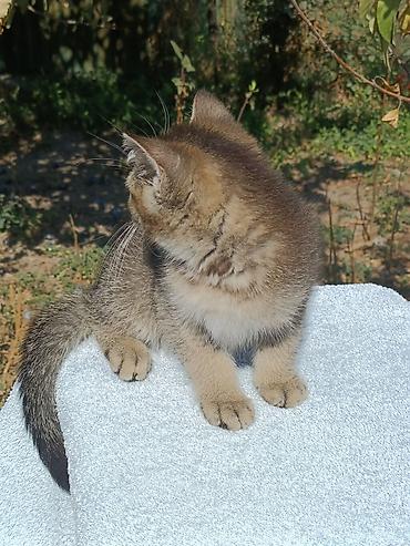 где можно купить кошку в бишкеке: Скотиш Страйт (Шотландская прямоухая), 2 месяца, Мальчик, Золотая шиншилла, Приучена к лотку, Проглистована — 3