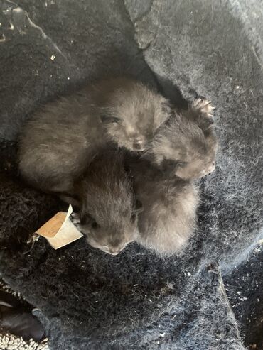 шотландская прямоухая кошка цена: Беспородная, 1 месяц, Мальчик, Черный, С прививками