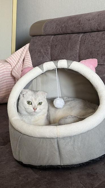 кхао мани: Продаем кота, 8 месяцев, мальчик, не кастрирован — 2