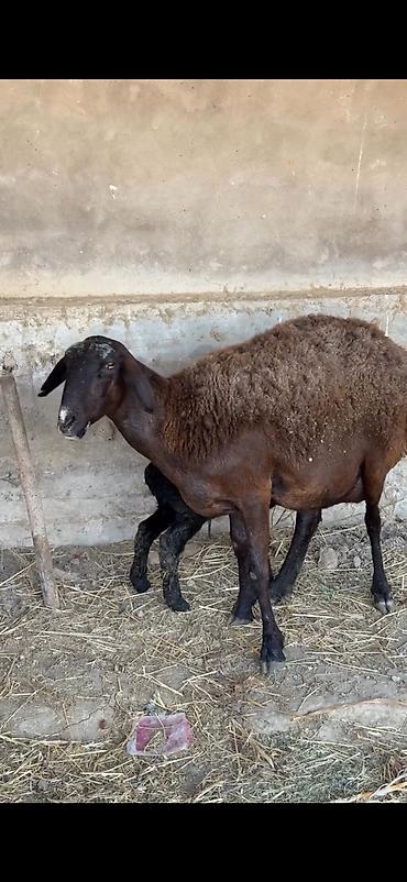 iri buynuzlu mal: Qarabaş qara qoyun – quzulu - Növ: yerli ətlik/südlük tipli qoyun - — 3