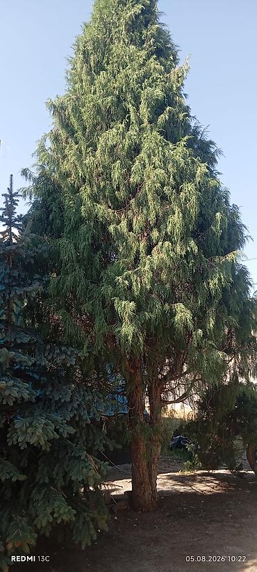стол круг: Туя западная (вероятно сорт с плакучей/колонновидной кроной) и голубая — 1