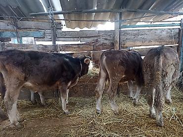 Коровы, быки: Продаю | Бык (самец) | На откорм | Привязанные — 7