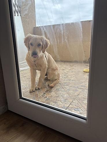 labrador retriever: Retriever, 5 ay — 2