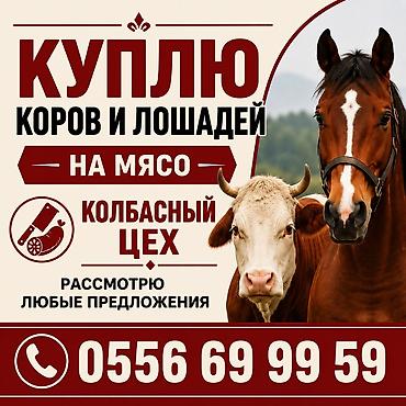 колбасный: Колбасный цех : Коровы, быки, | На забой, на мясо — 1