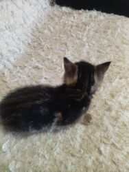 рыжий вислоухий кот купить: Продам трёх чистокровных котят, британской породы,серая