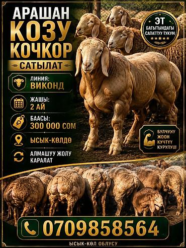 бенгальская кошка бишкек: Продаю | Баран (самец) | Арашан | Для разведения | Осеменитель — 1
