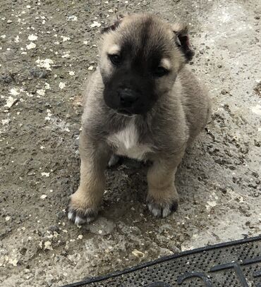 İtlər: Kanqal, 1 ay, Erkek, Ünvandan götürmə