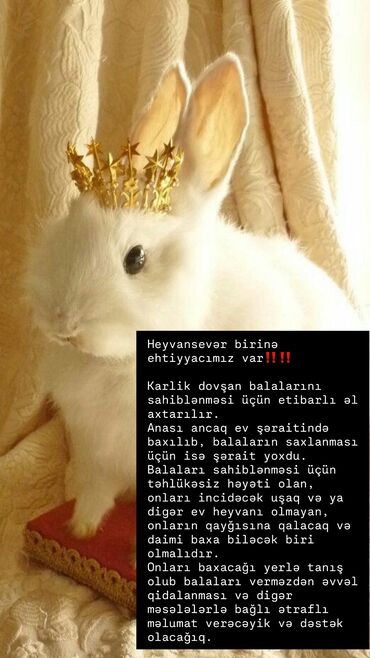 Quşlar: Karlik dovşan balalarını sahiblənməsi üçün etibarlı əl axtarılır
