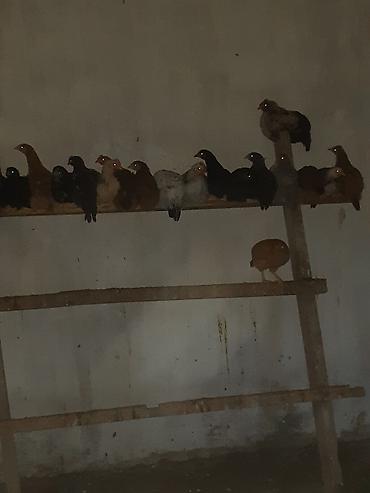 Cücələr: Toyuq cücələri, Ətlik — 8