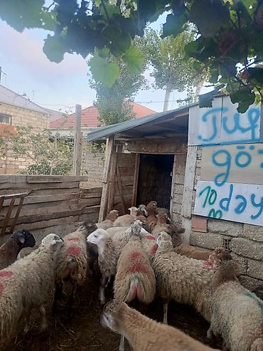 Erkeydiler kökduler 17 18 klo etleri var kime lazimdisa vaccapimiz lalafo.az -da Erkeydiler kökduler 17 18 klo etleri var kime lazimdisa vaccapimiz