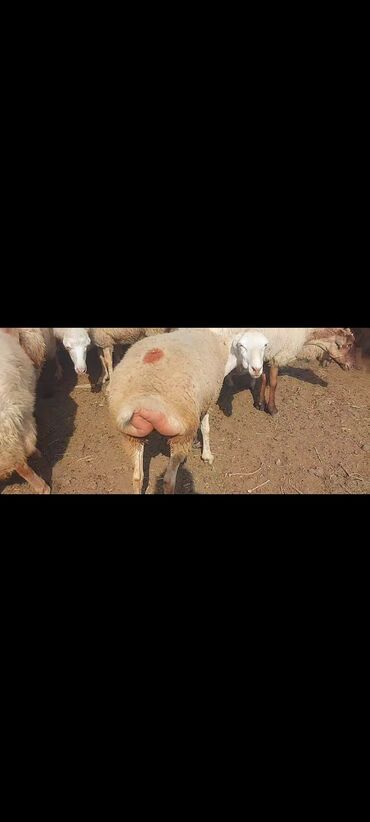 Qoyunlar, qoçlar: Satlır — 11