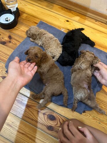 İtlər: Şekilleri götürmeyin - Cins: Toy Pudel (mini) - Rəng: qara, ve — 9