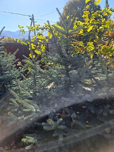 Голубая ель (Picea pungens ‘Glauca’) для озеленения участка. -